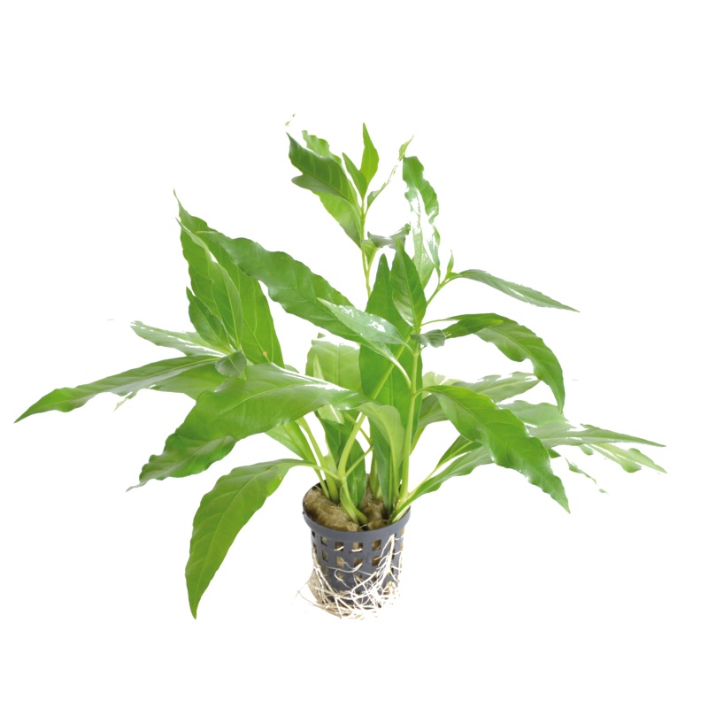 Nomaphila Stricta Fleur 5cm pot