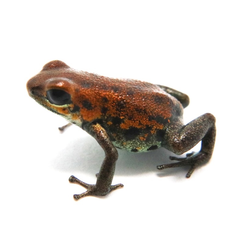 Oophaga pumilio “Nicky” Juvenile