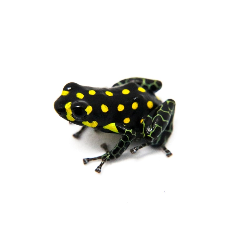 Ranitomeya vanzolinii Tadpole Single Tadpole
