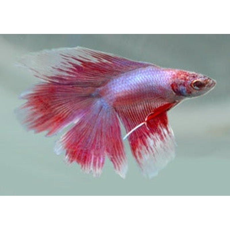 Fighter Male Doubletail Half Moon 5-6cm