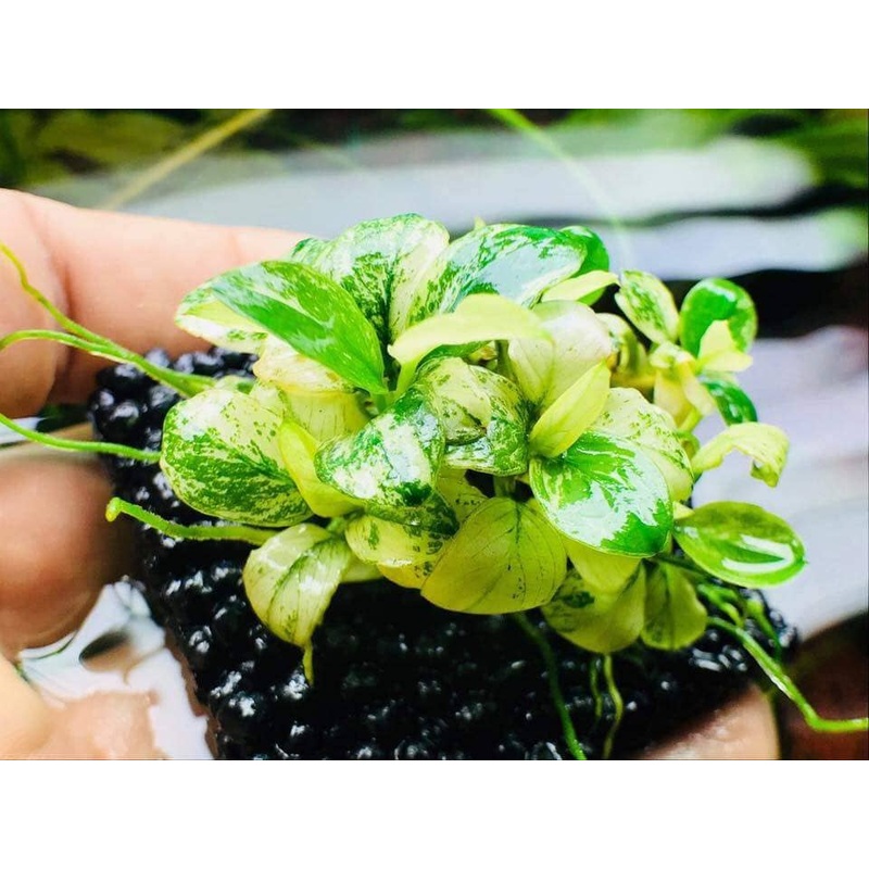 NutriPad- Nutrition base for Aquatic Plants ( large ) 1 pc