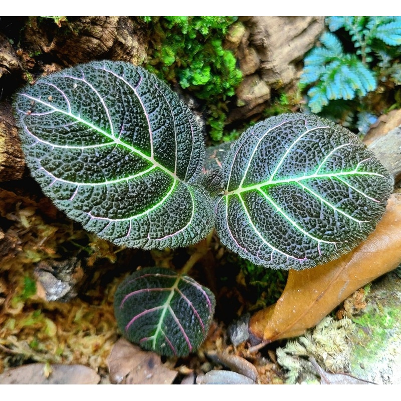Pearcea hypocyrtiflora 4-8 leaf cutting
