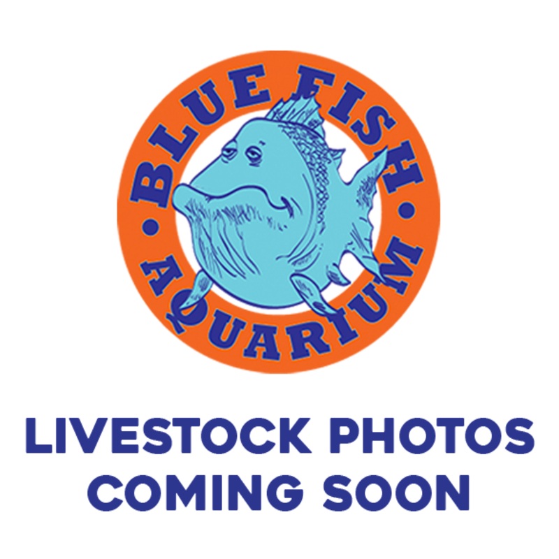 Red Dragon Mosaic Guppy Male – Regular