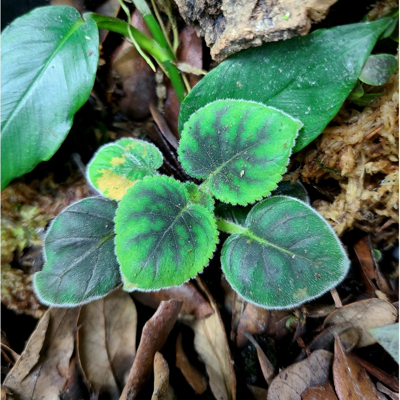 Smithiantha zebrina 4-8 leaf cutting
