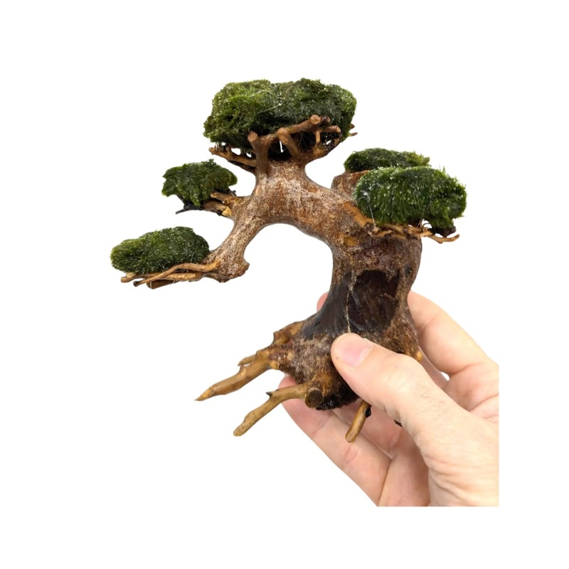 Marimo Tree – X Small