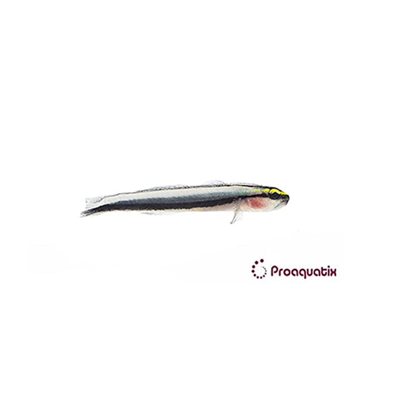 Sharknose Goby Proaquatix (Friday Delivery)