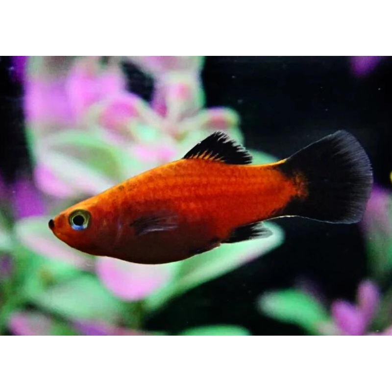 Assorted Platy 3-4cm