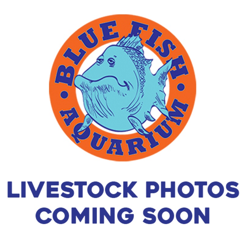 Assorted Veil Angelfish – Jumbo