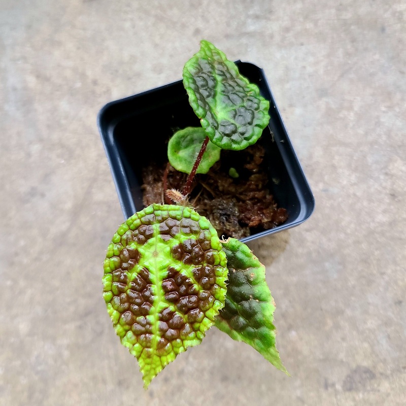 Begonia microsperma x staudtii (U690) 2-3 leaf cutting