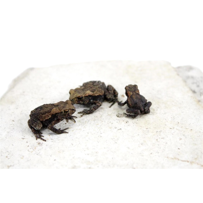 Japanese Toad