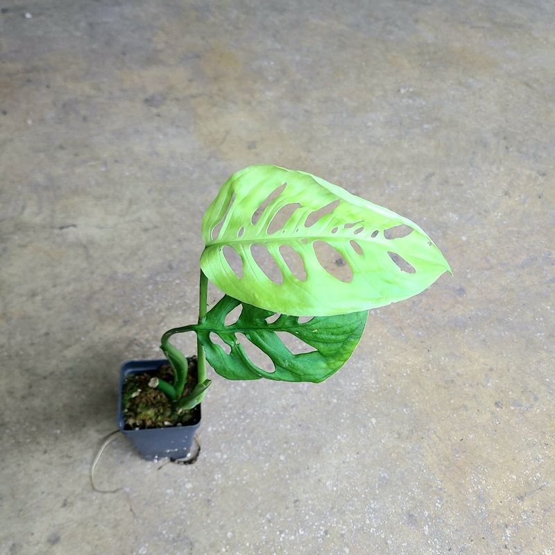 Monstera esqueleto 1 leaf cutting