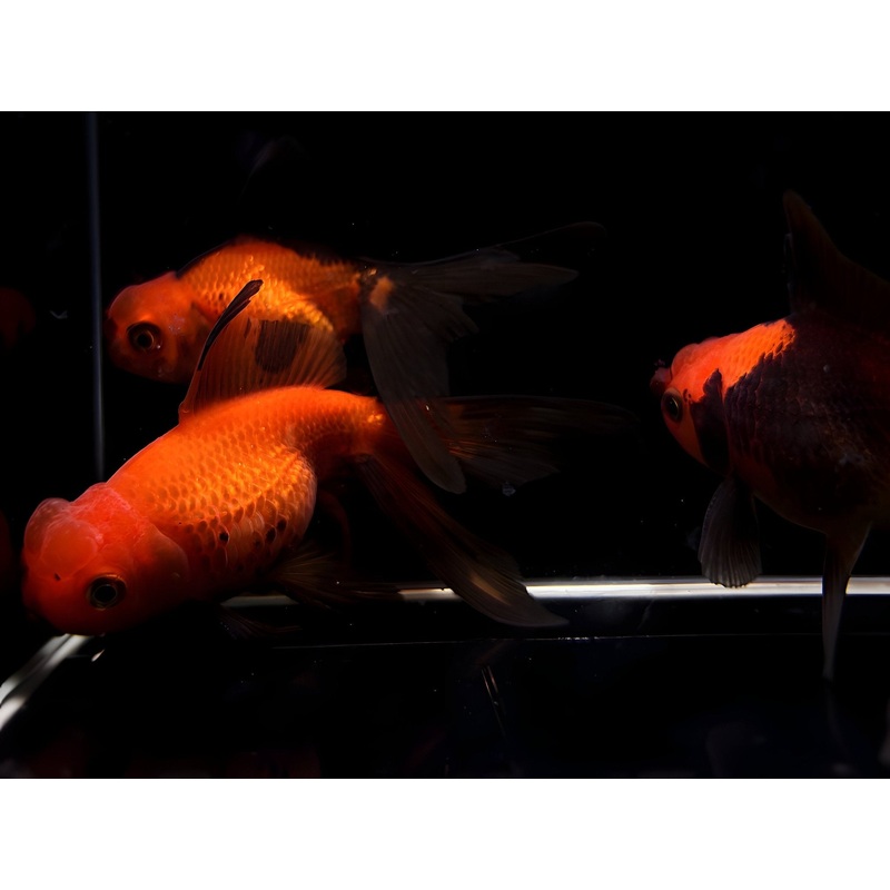 Assorted Pearlscale Goldfish – 3″