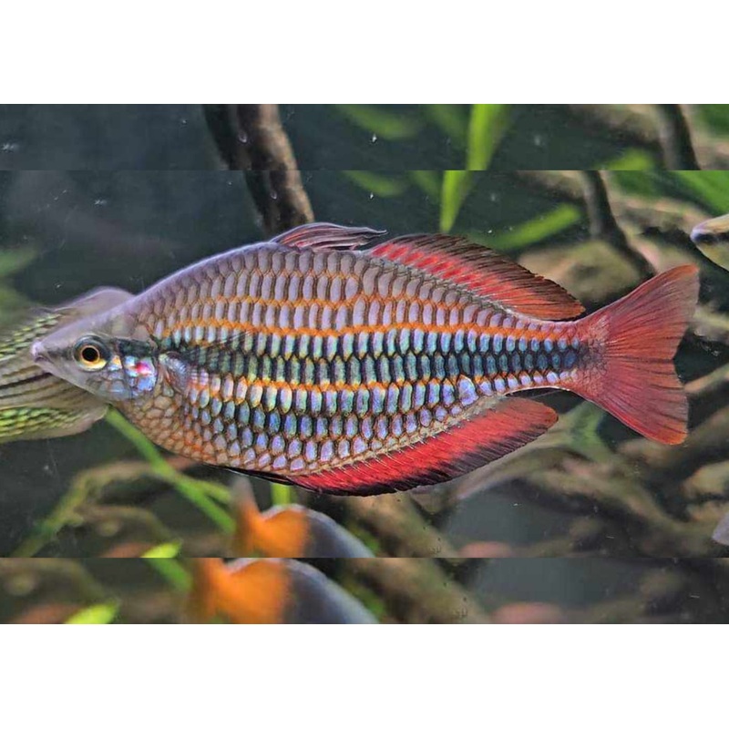 Banded Rainbowfish – Goyder River 4-5cm