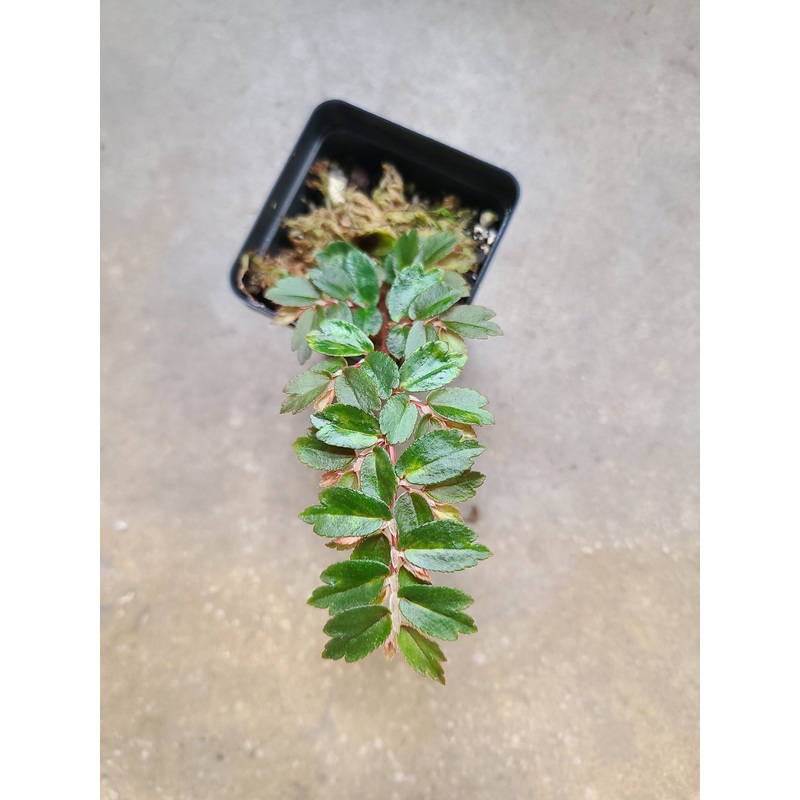 Begonia foliosa 6-9 node cutting