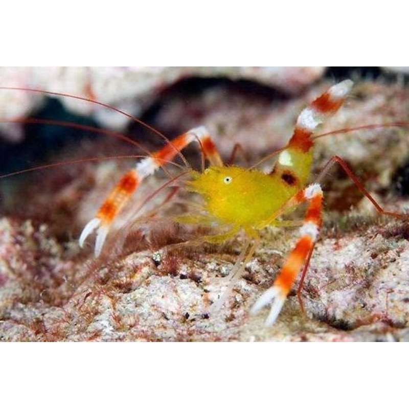 Gold Coral Banded Shrimp