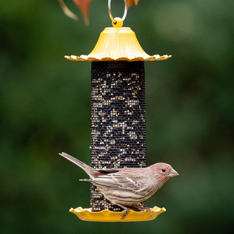 Little Bit Finch Feeder