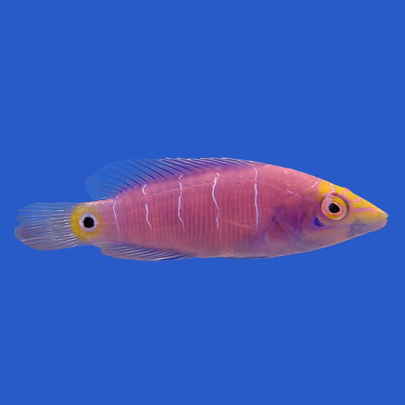 Mystery Wrasse WYSIWYG