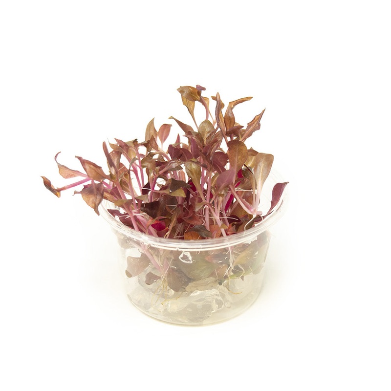 Scarlet Temple (Alternanthera reineckii “red”) Tissue Culture 1 Tissue Culture