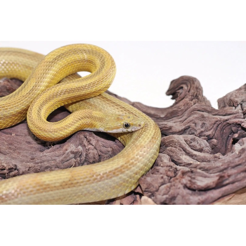 Corn Snake – Gold Dust