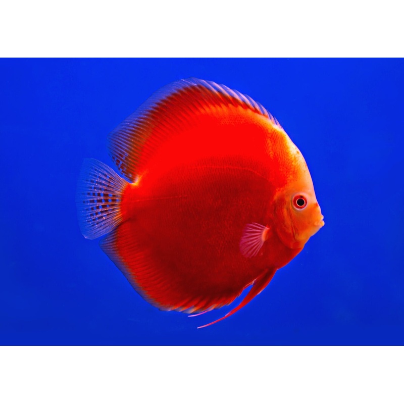 Discus Red Melon 7-8cm