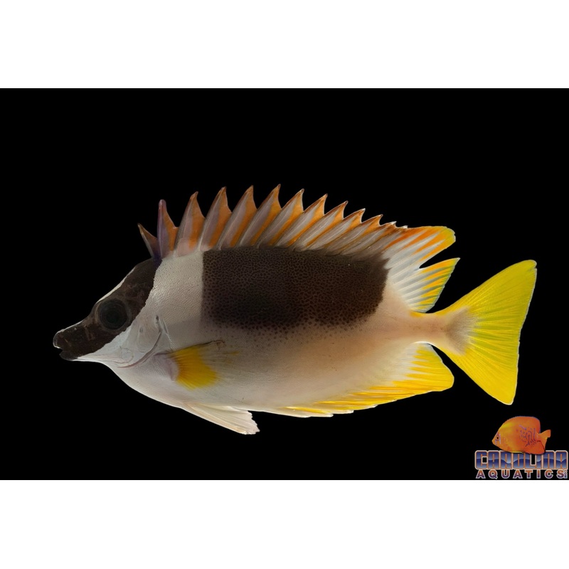 Foxface – Magnificent Md/Lg