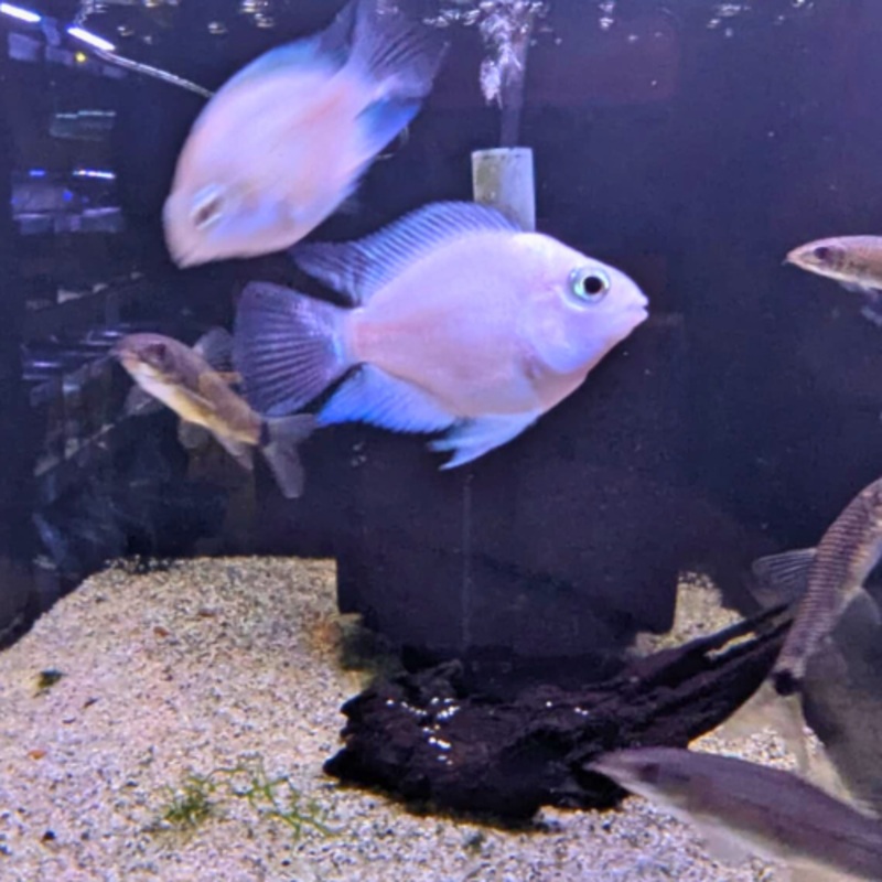 Platinum Polar White Cichlid 2 – 4 cm