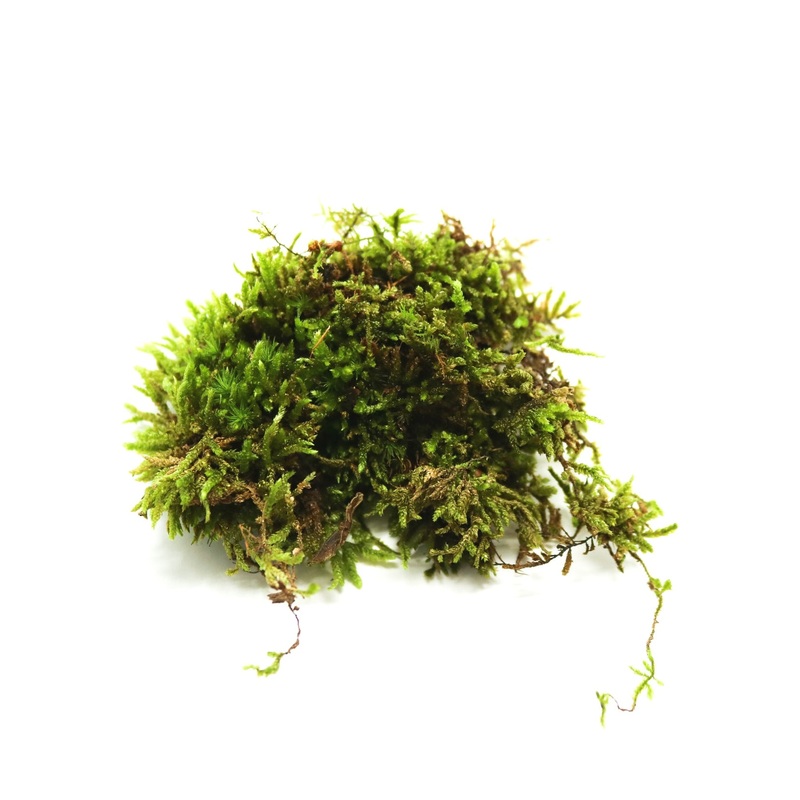 Spoon Leaved Moss (Bryoandersonia spp.) 8 oz