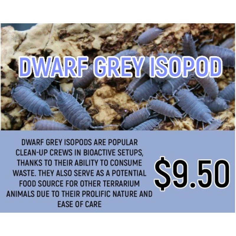 Dwarf Grey Isopods (10-20PC)