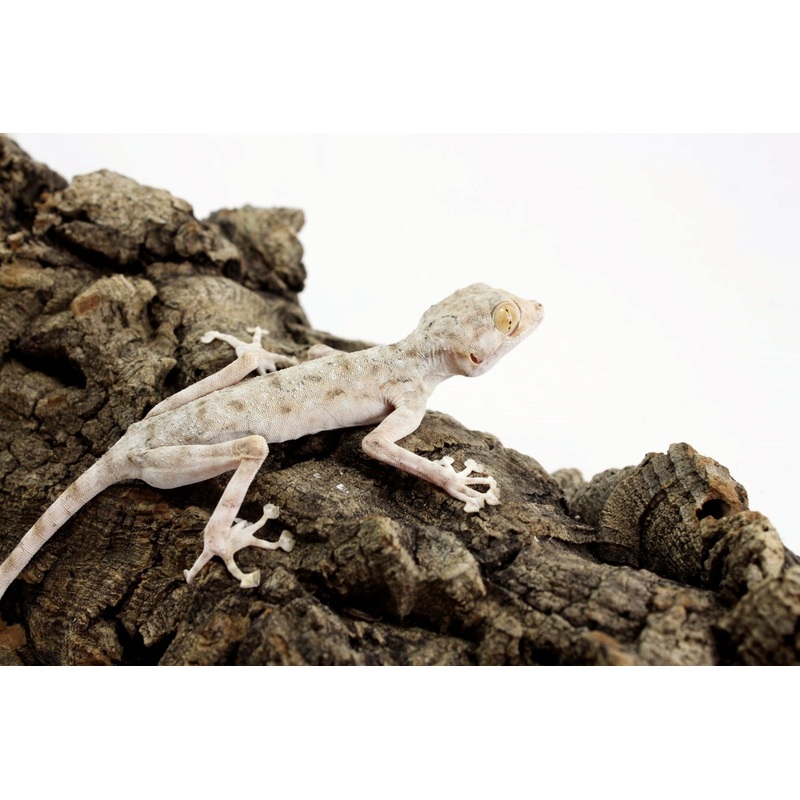 Fan Footed Gecko