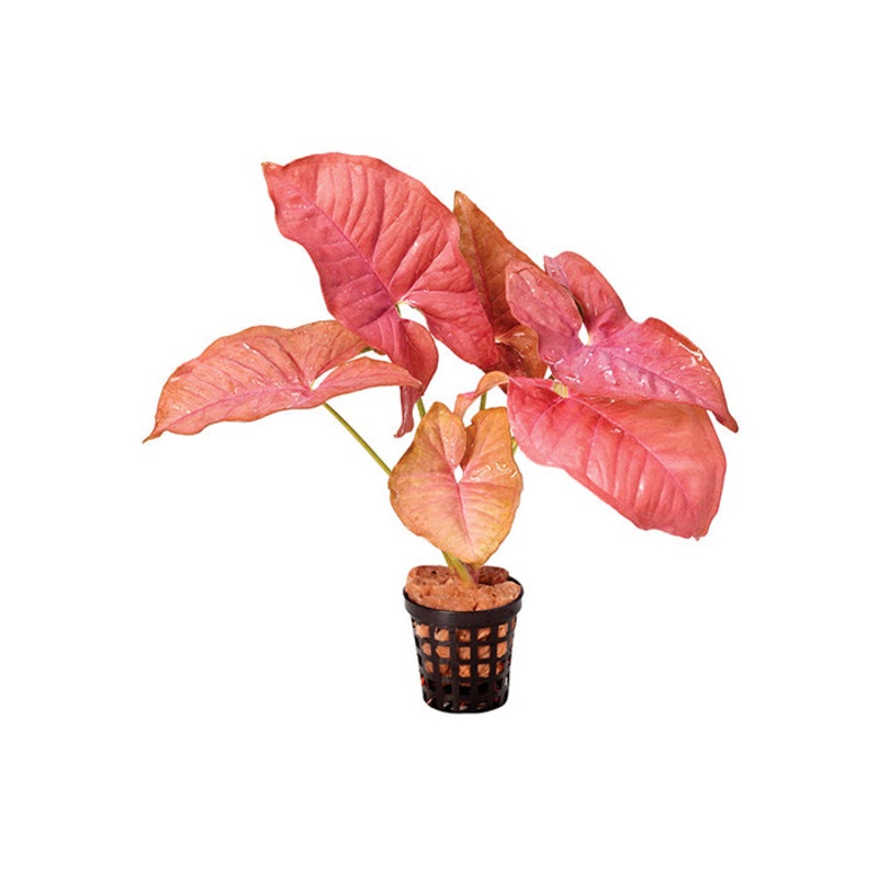 Red Borneo Sword in Mesh Pot