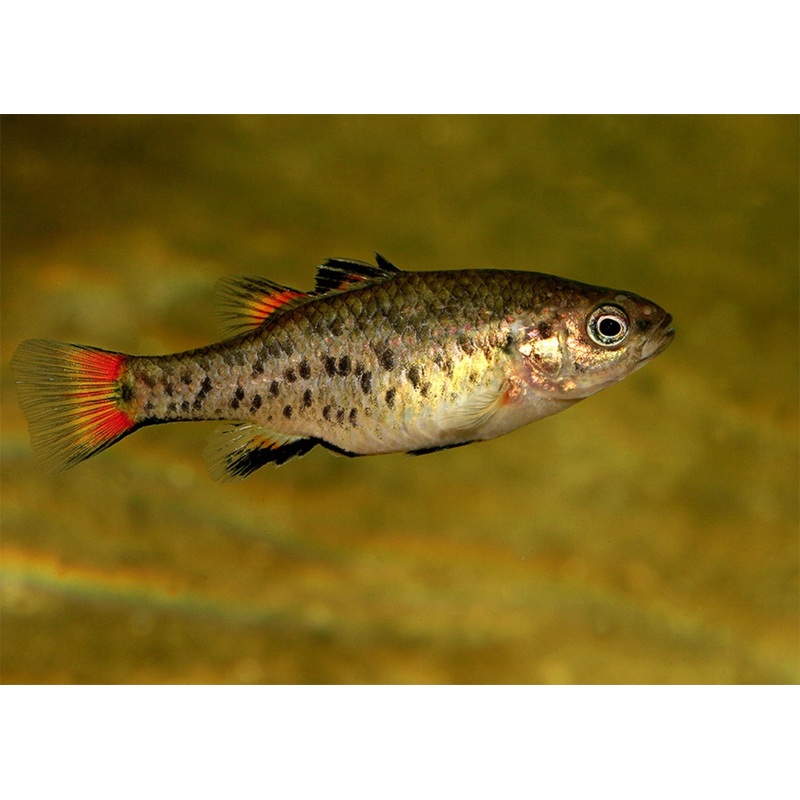 Southern Pygmy Perch 3-4cm