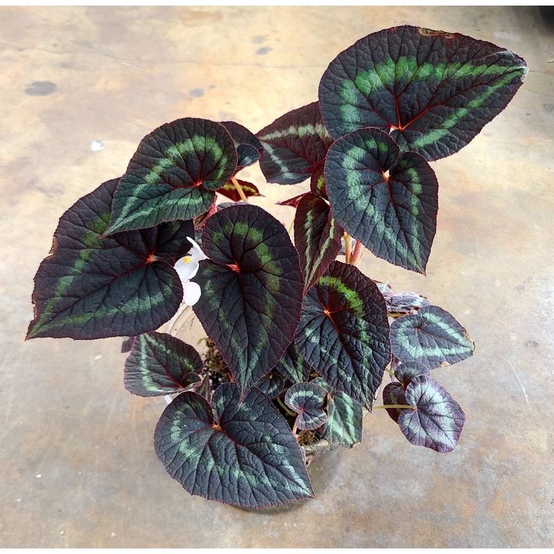 Begonia cathayana ‘White Flower’ 1-2 leaf cutting