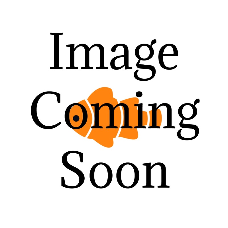 Blue Marble Plakat Male Betta