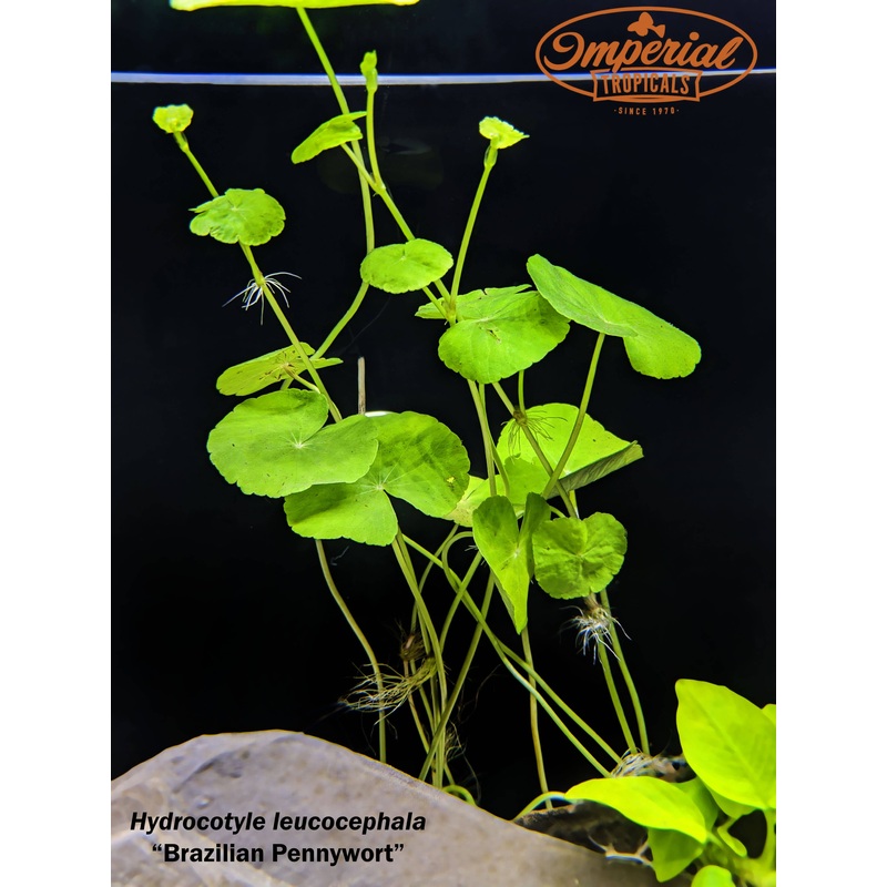 Brazilian Pennywort 1 Bunch