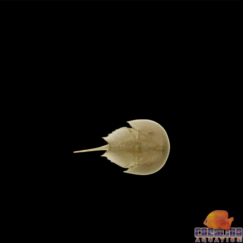 Crab – Horseshoe Sm