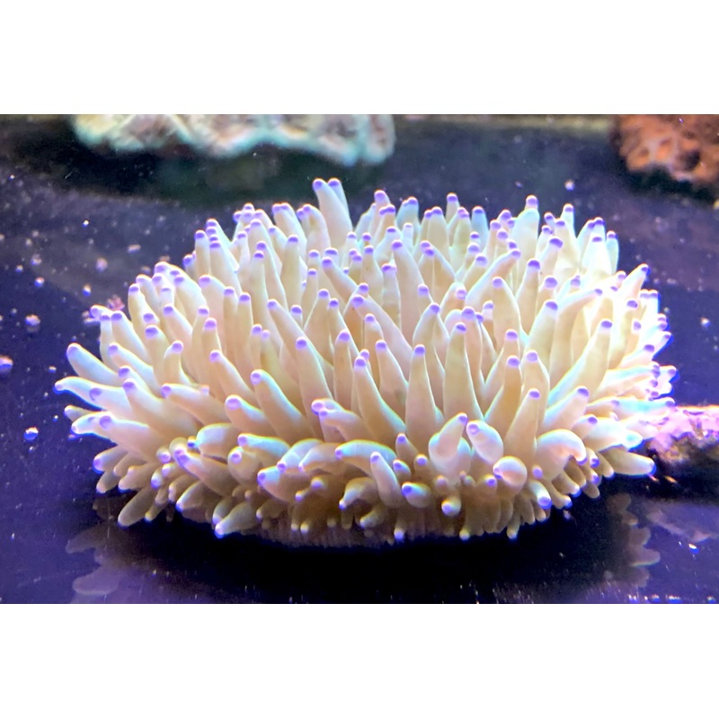 Green Long Tentacle Plate Coral