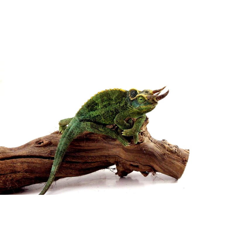 Jackson’s Chameleon