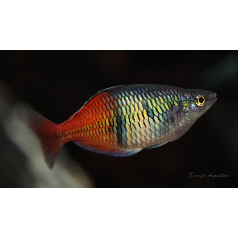 Lake Aytinjo Boesemani Rainbowfish 1-2″ Unsexed