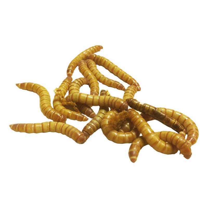 Mini Mealworm 50g