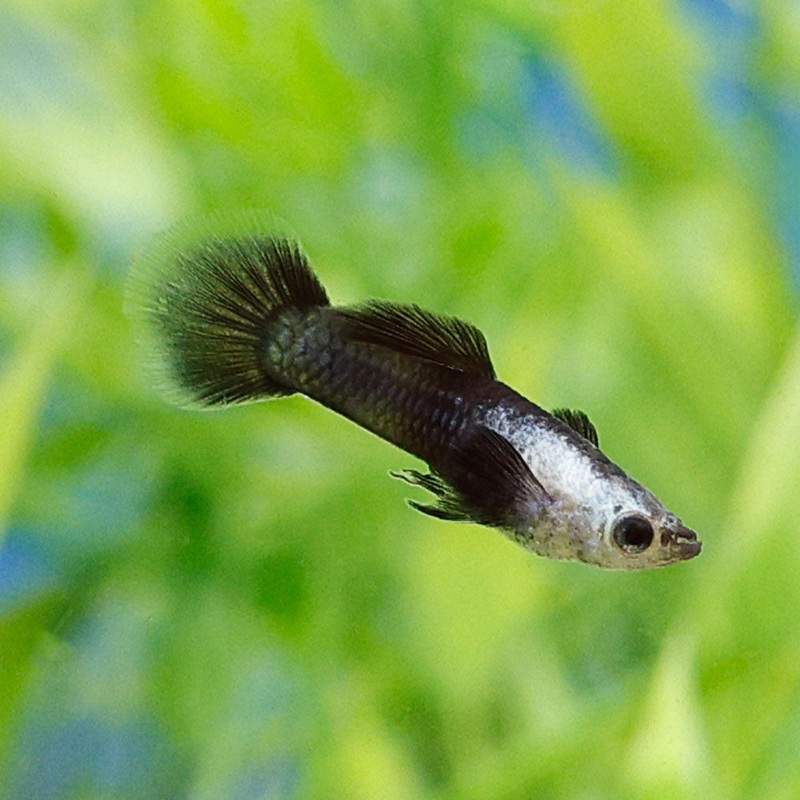 Panda Endler Imported Male