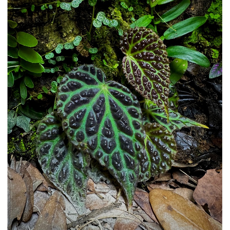 Begonia dracopelta 2-4 leaf cutting