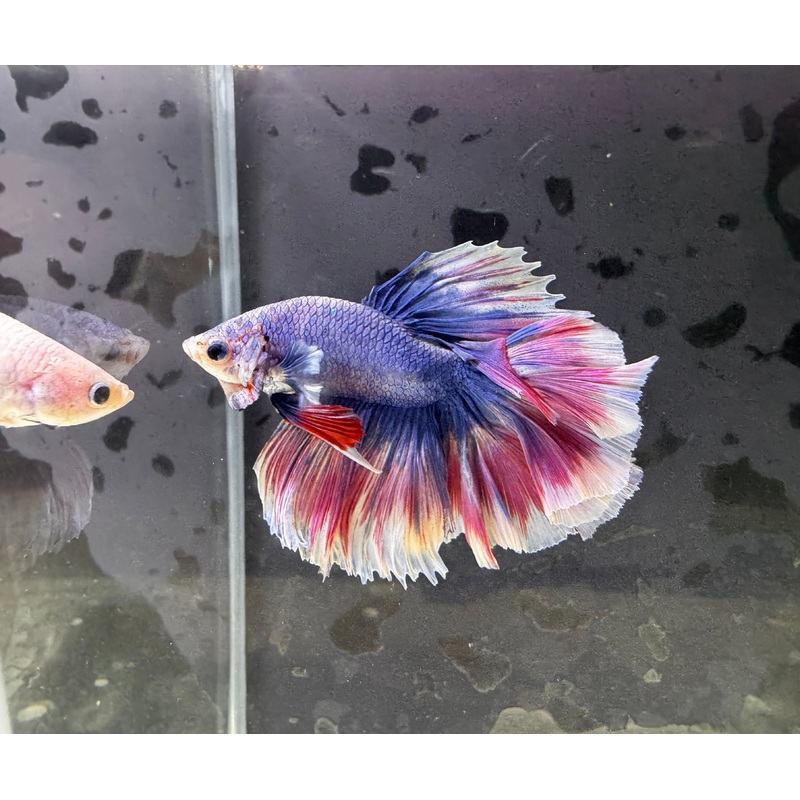 Betta Male – A Grade Half Moon Lavender Butterfly L2 1 Male