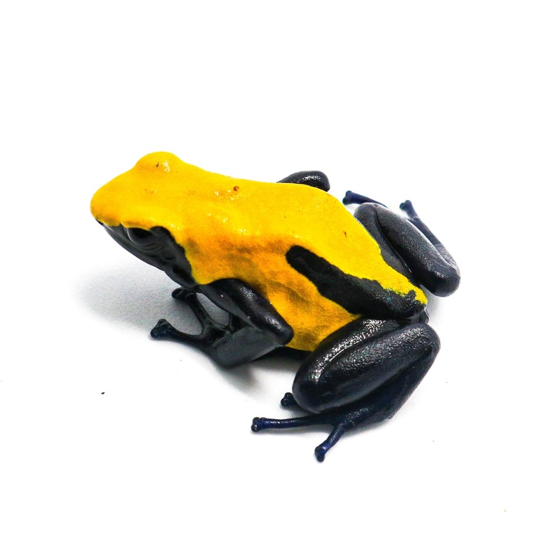 Dendrobates tinctorius “Citronella” Juvenile