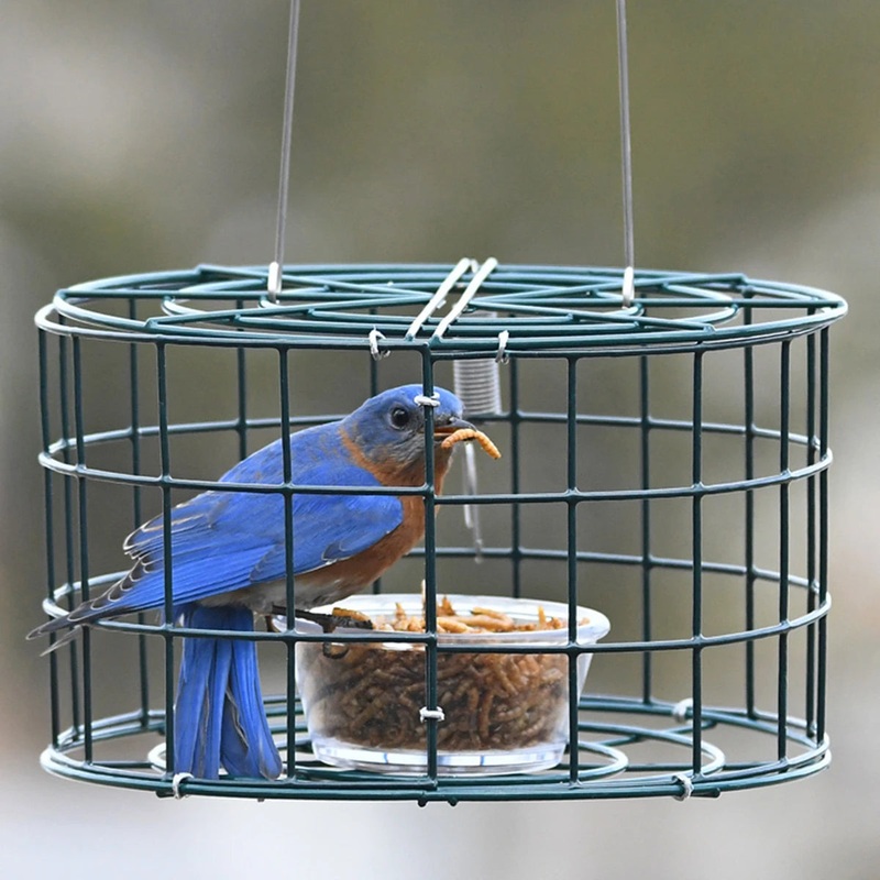 Duncraft Mini Bluebird Cage Feeder