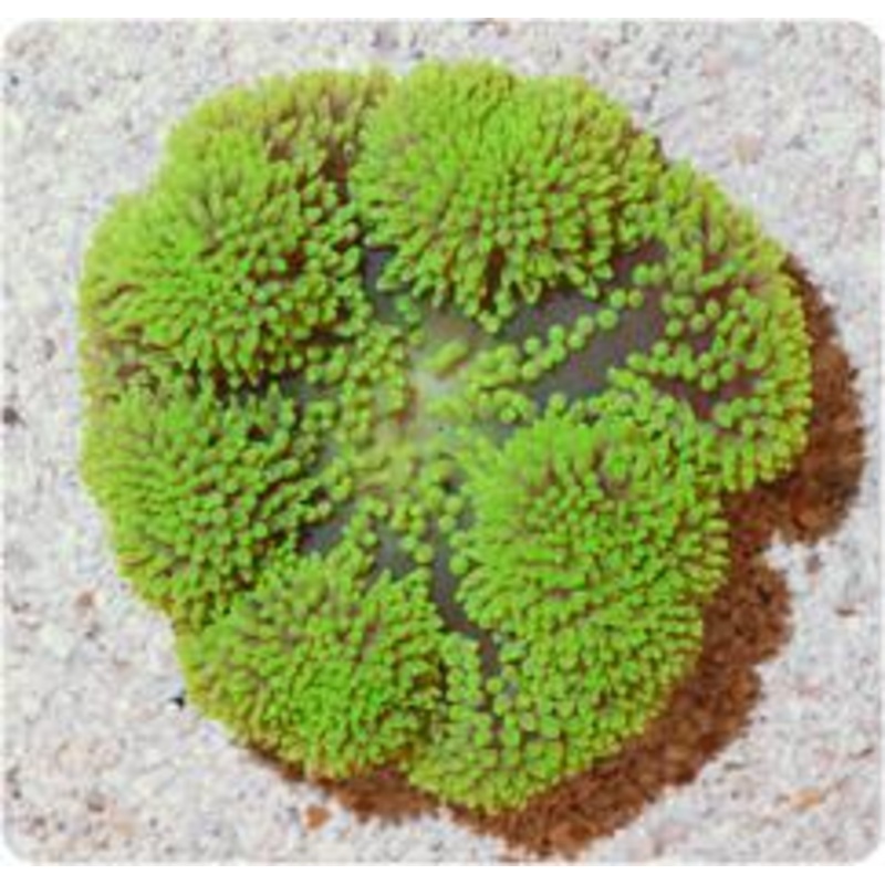 Green Haddoni Carpet Anemone