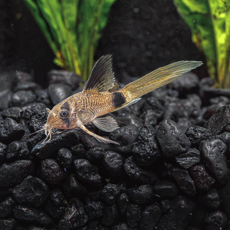 Longfin Panda Cory | Corydoras Panda Imported 1 Fish