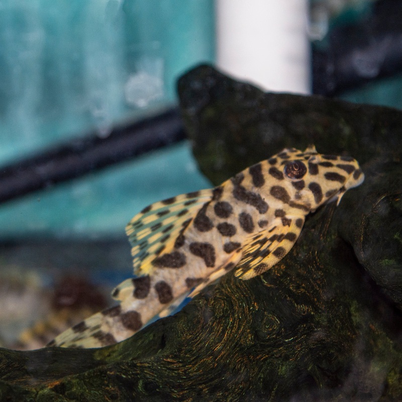 Pleco – Leopard Frog L-134 2.5-3in.