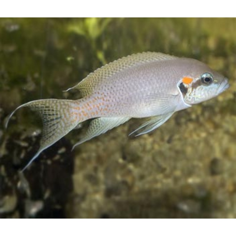Princess Cichlid (N.Brichardi) 3.5-4cm