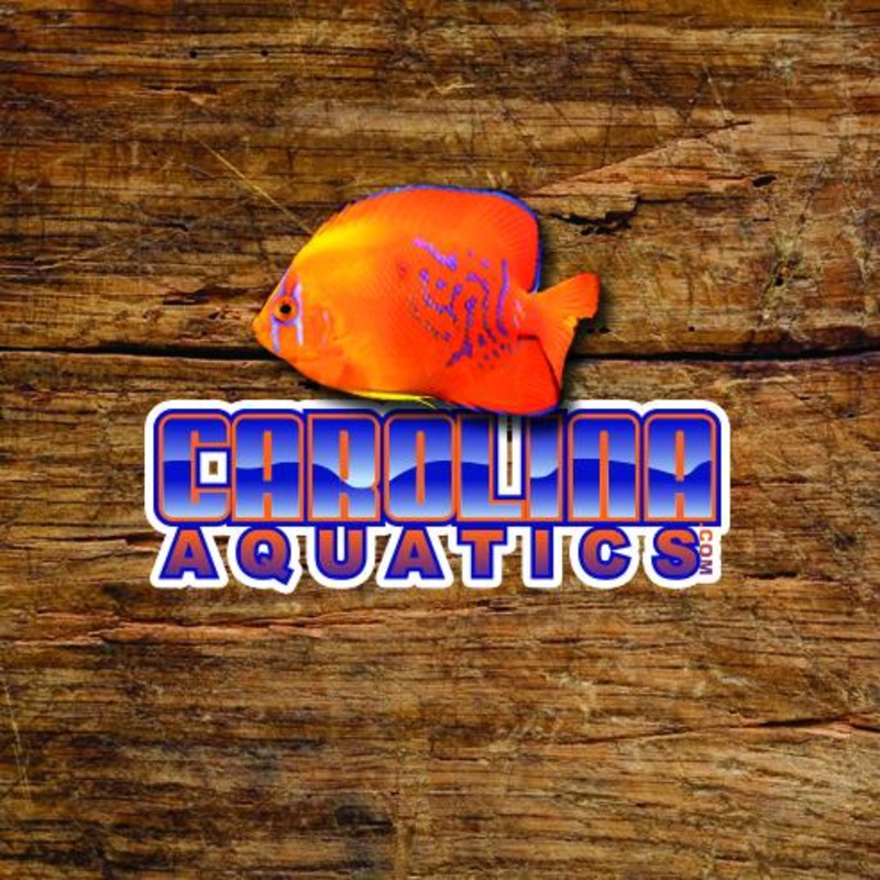 Dottyback – Yellow