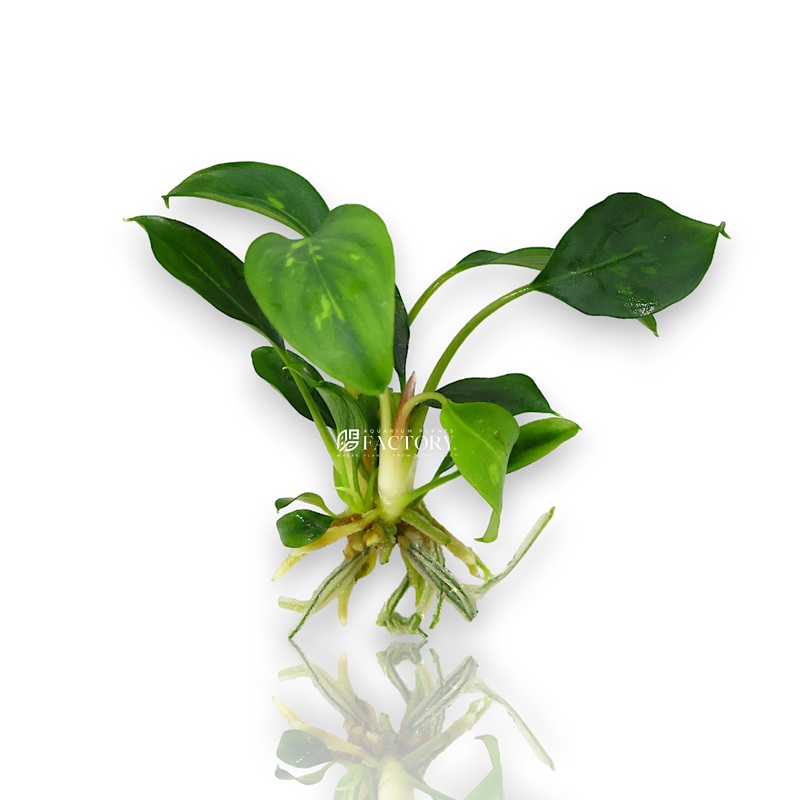 Piptospatha Ridleyi Bare-root Plants